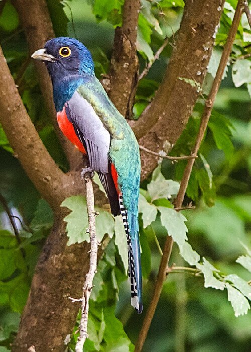 Il était une fois une petite pomme d'or qui déclencha une terrible guerre entre les oiseaux et les autres animaux. Vainqueur mais affaibli, le roi des oiseaux fut secouru par un marchand qui obtint en échange de ses bons soins un coffre d'or aux pouvoirs magiques. Mais pour qui