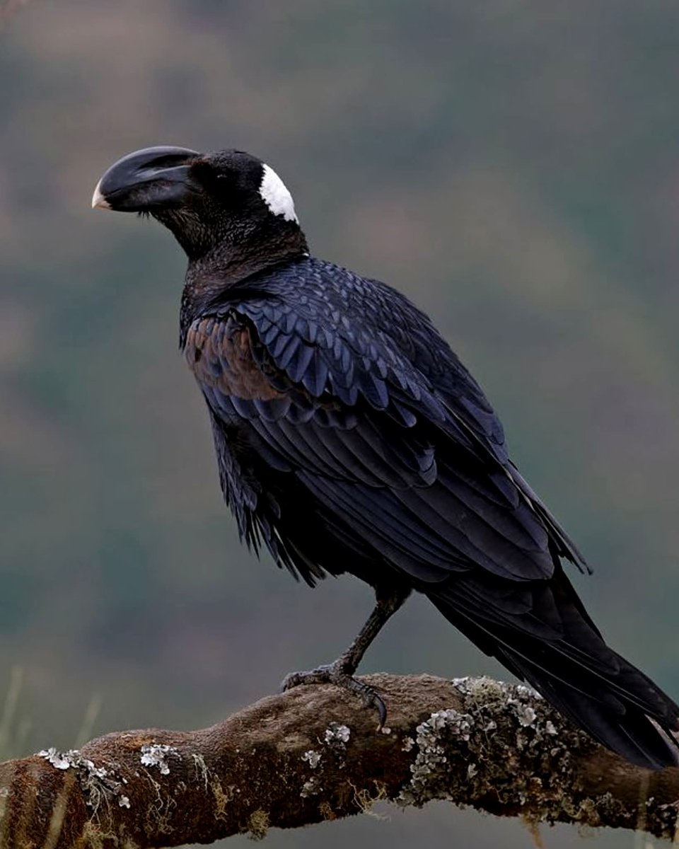 Thick Billed Raven.