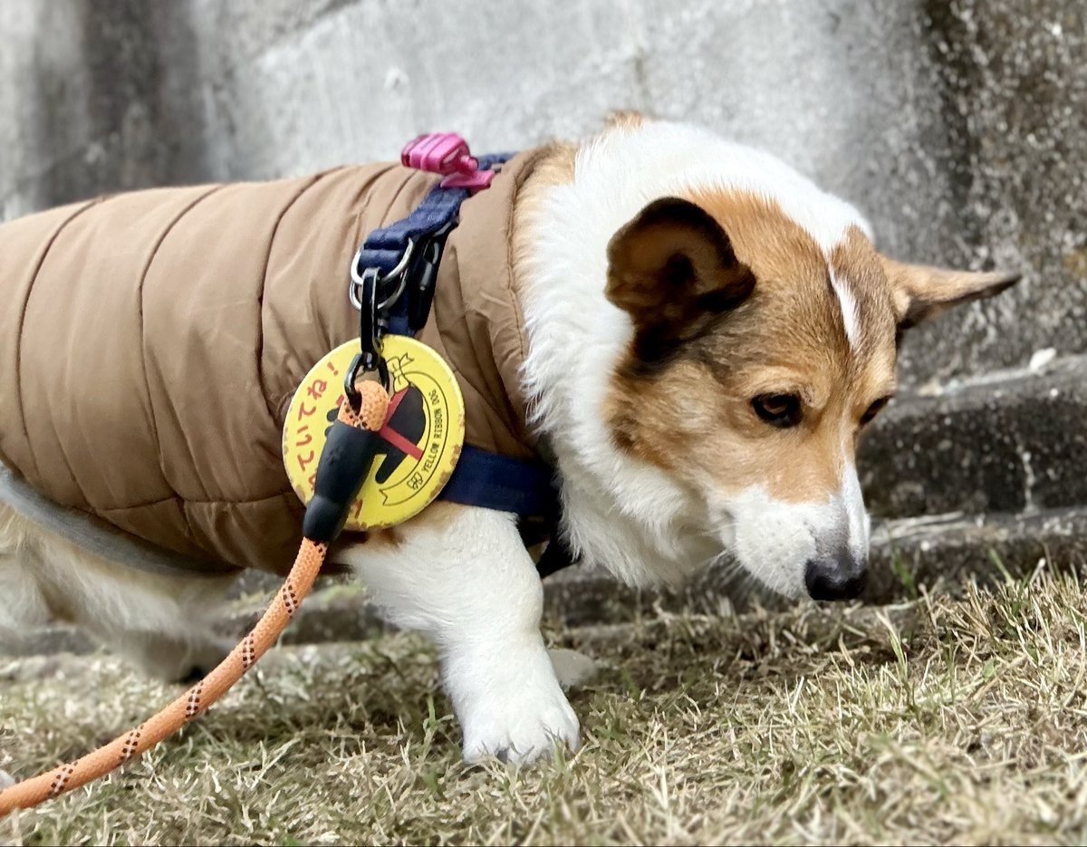 0117kotarou's tweet image. 今日のお散歩🐾
曇っていたけど、ダウン着たせいか途中から暑かった😅
①②坂から降りず、戻るコースを選択した鉄心。今日は、クン活デーだった🐽
③④車の音がしてたから案の定、速攻帰りの康太😥門の内側から、様子見てた👀
#corgi #コーギー #フラコギ