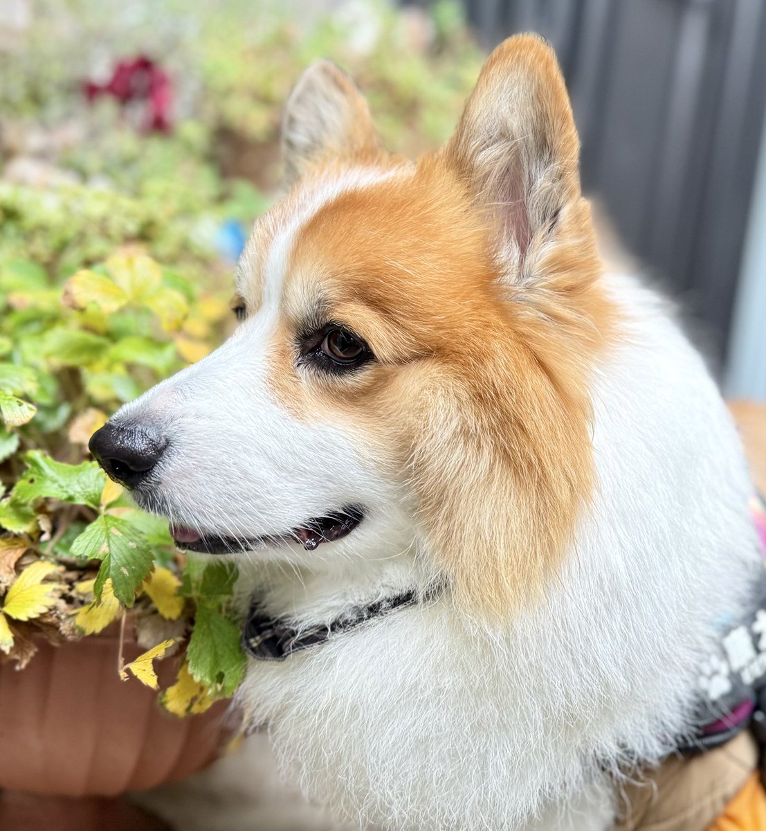 0117kotarou's tweet image. 今日のお散歩🐾
曇っていたけど、ダウン着たせいか途中から暑かった😅
①②坂から降りず、戻るコースを選択した鉄心。今日は、クン活デーだった🐽
③④車の音がしてたから案の定、速攻帰りの康太😥門の内側から、様子見てた👀
#corgi #コーギー #フラコギ