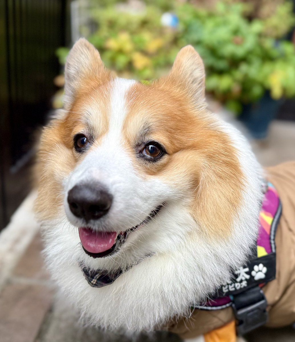 0117kotarou's tweet image. 今日のお散歩🐾
曇っていたけど、ダウン着たせいか途中から暑かった😅
①②坂から降りず、戻るコースを選択した鉄心。今日は、クン活デーだった🐽
③④車の音がしてたから案の定、速攻帰りの康太😥門の内側から、様子見てた👀
#corgi #コーギー #フラコギ
