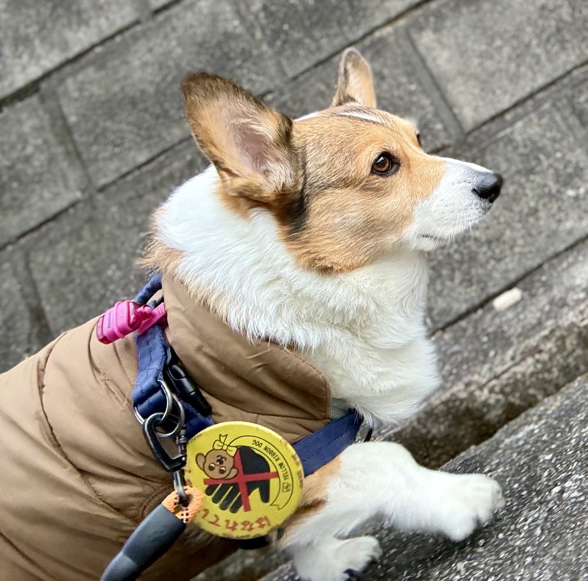 0117kotarou's tweet image. 今日のお散歩🐾
曇っていたけど、ダウン着たせいか途中から暑かった😅
①②坂から降りず、戻るコースを選択した鉄心。今日は、クン活デーだった🐽
③④車の音がしてたから案の定、速攻帰りの康太😥門の内側から、様子見てた👀
#corgi #コーギー #フラコギ