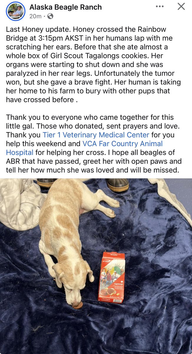 Honey put up a great fight, but the tumor won in the end. 😢🌈Thanks to everyone who supported and prayed for her!! <a href="/beagle_ranch/">AK Beagle Ranch</a> appreciated it all!!