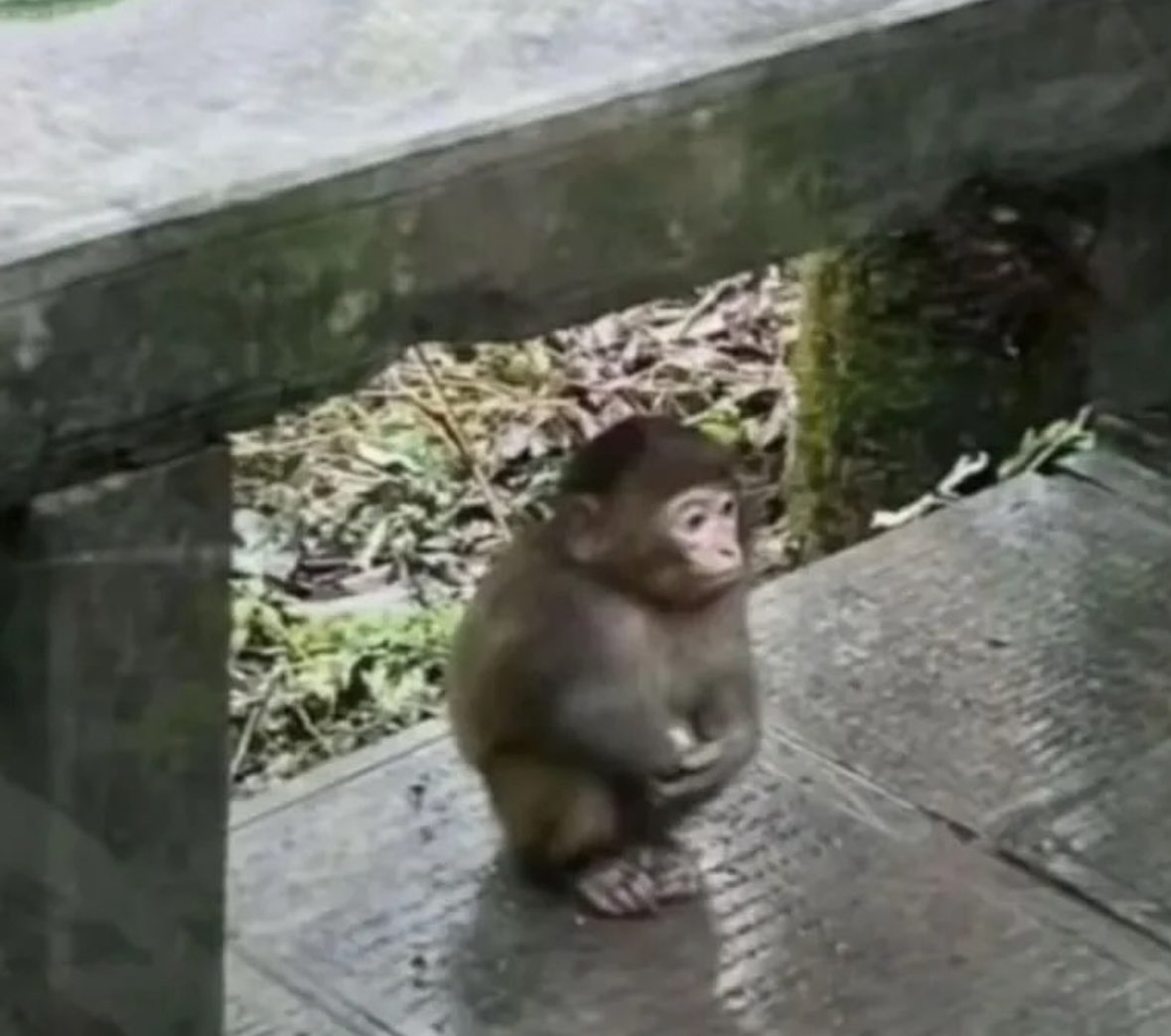 twaniimals's tweet image. 