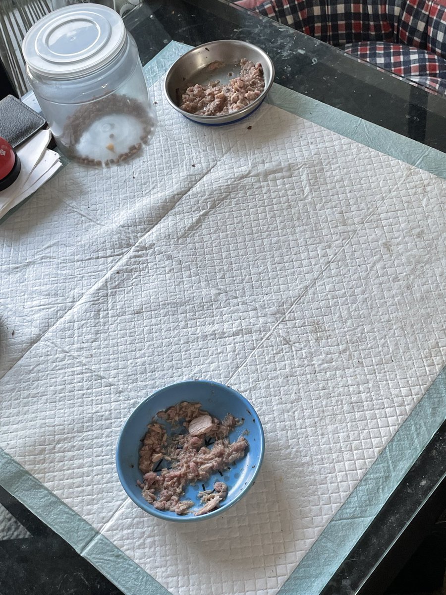 KateOHehir's tweet image. #Delphi Cat emergency today. I made bacon last night and they bugged me for some, I not only complied I put a little bacon drippings on their kibble. This morning I see they didn’t touch it. I’m annoyed so instead of dumping it out and washing their bowls, I dumped the morning…