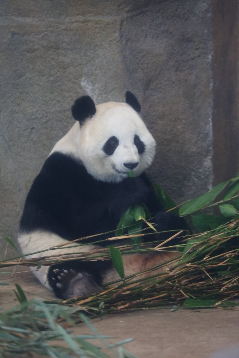 kanchan (@kan_xiangxiang) / Posts / X