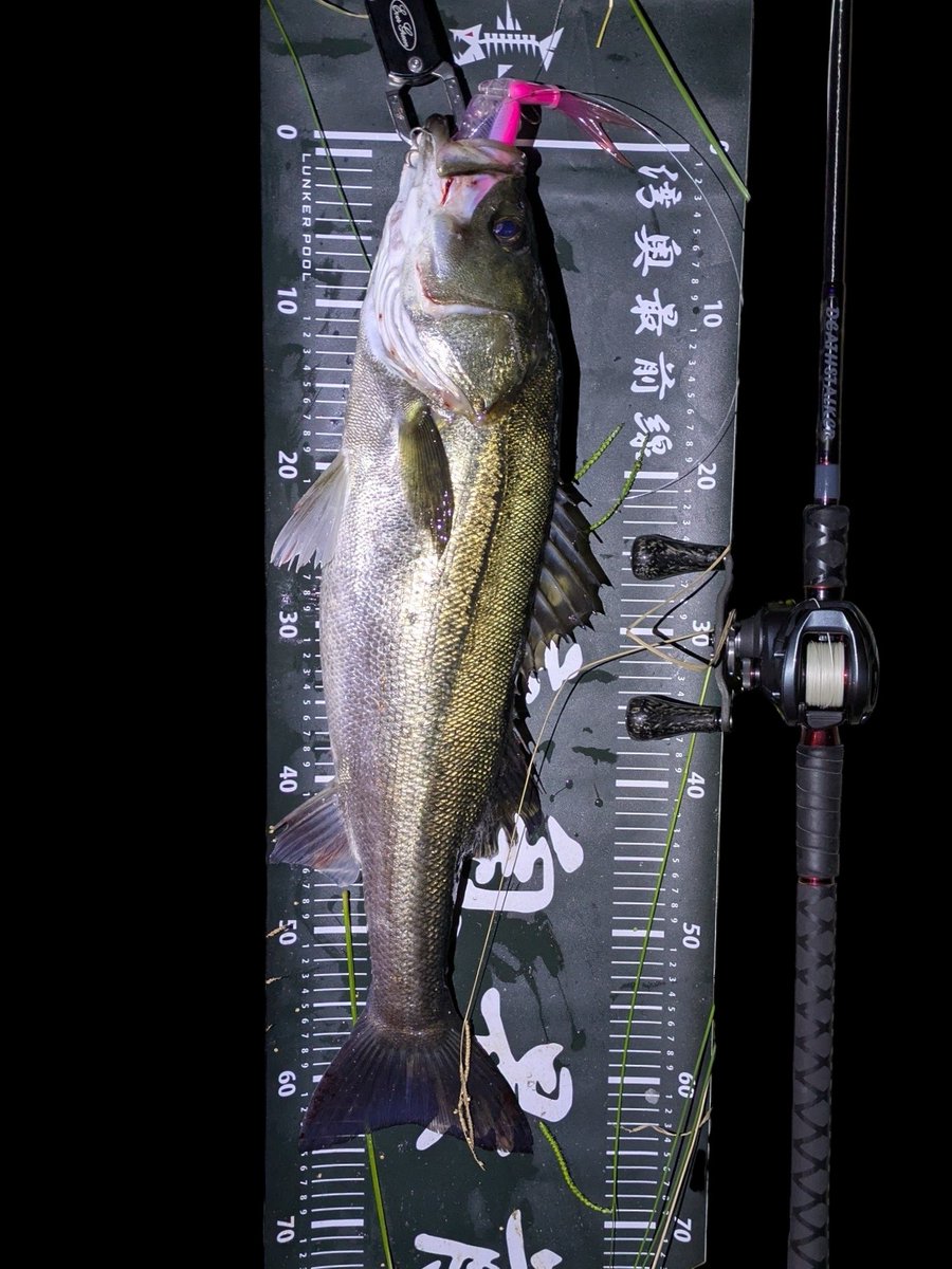 sumida_hunter's tweet photo. サッパに混じってイナッコが入って来たタイミング🐟フックの位置見えず抜き上げたら頭からガッツリ🔥
#DEATHSTALKER710
#ReMakeRod1787
#HARDBITEBBS8
#DRT
#TiNYKLASH
#lunkerpool https://t.co/m1iHMJ8CKn