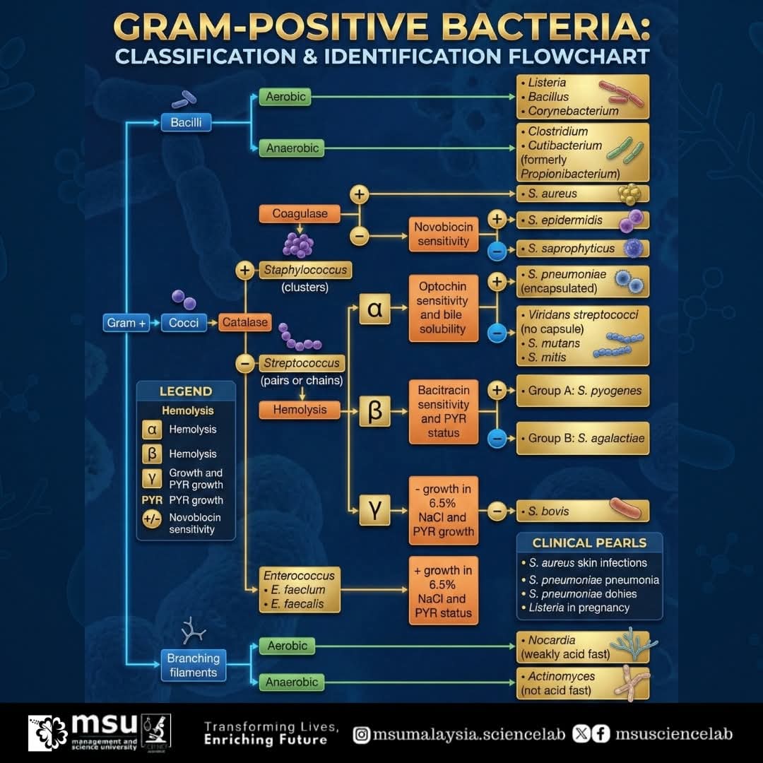 MSUsciencelab's tweet image. 🔬 Gram-Positive Bacteria Guide

A simple flowchart to help identify gram-positive bacteria by morphology, catalase test, and hemolysis.
🧪 Perfect for quick revision and lab practicals!

#MSUScienceLab #MicrobiologyInfo #LabKnowledge #beMSUrian #MSUMalaysia