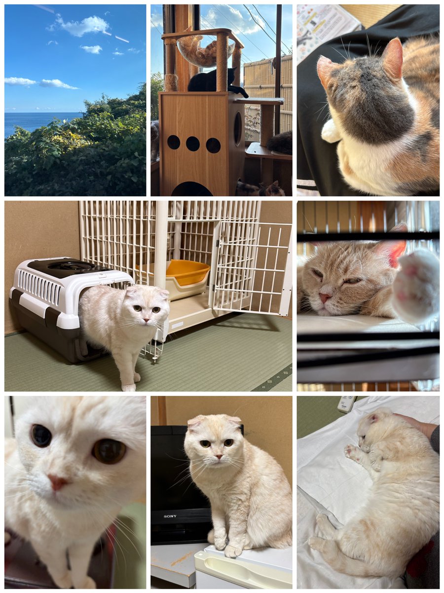 念願の旅館でワーケーションして来た🐱
枕の上で一緒に寝てくれて可愛かった😭✨どのﾈｯｺちゃんか悩んだけど、やっぱり顔が楕円形の子が好み過ぎる🤦‍♀️🐱