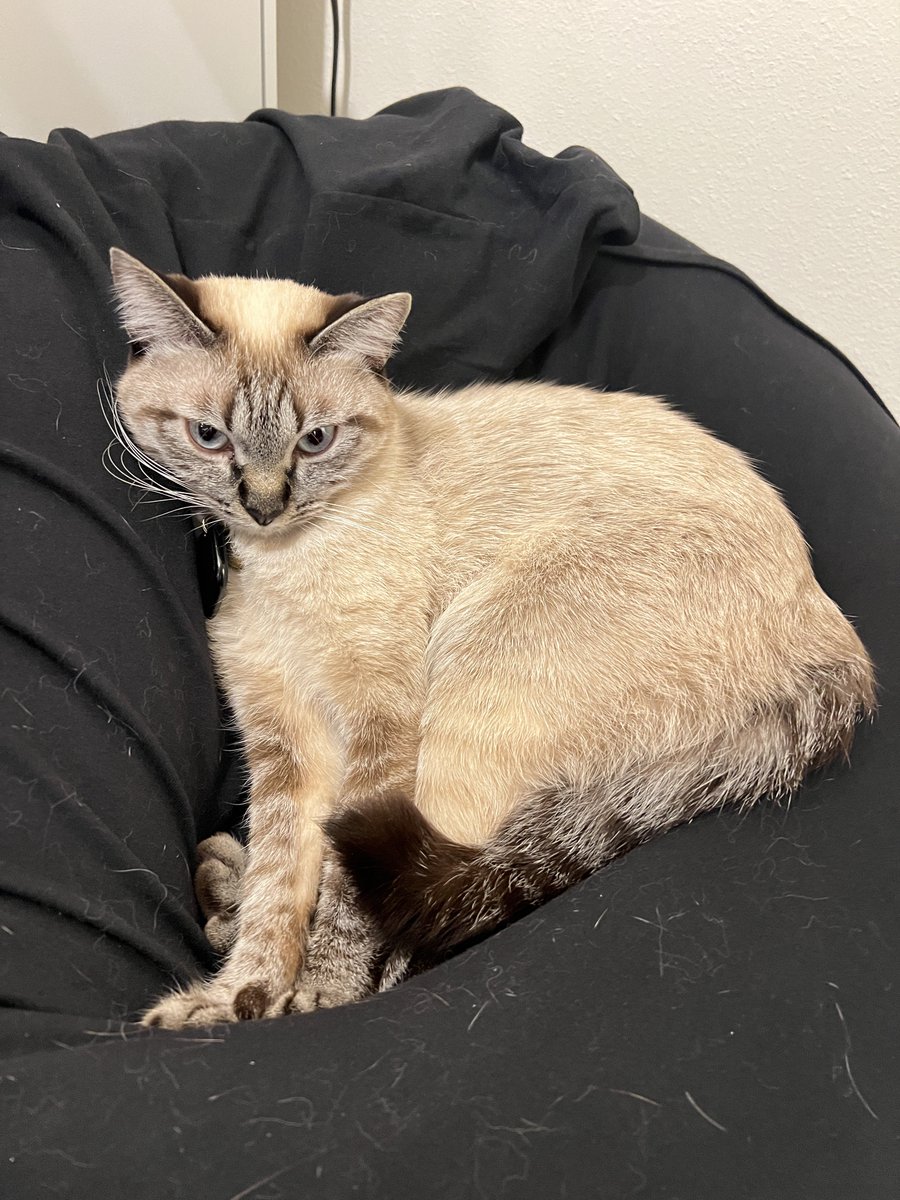 ゴリーヌ菌にゃ (@_gorira_men_) / Posts / X