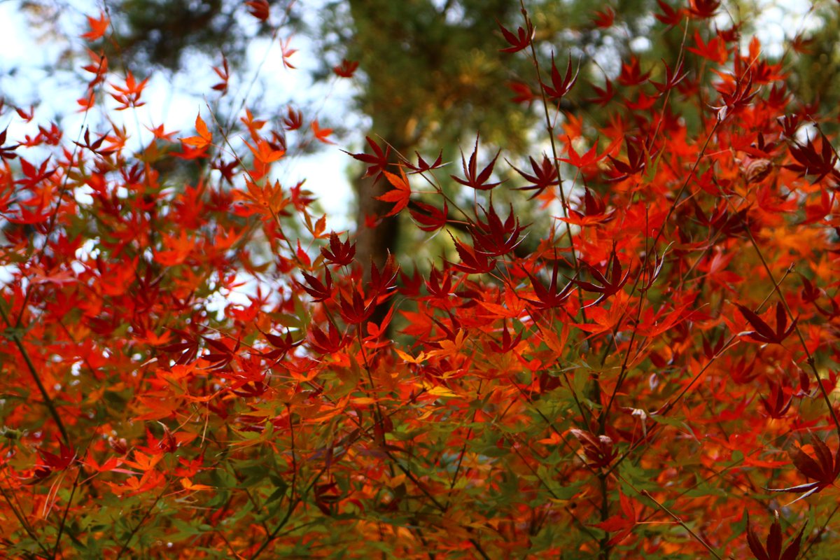 今年の紅葉もあとわずか…🍁#庭園の四季シリーズ まもなく紅葉がピーク