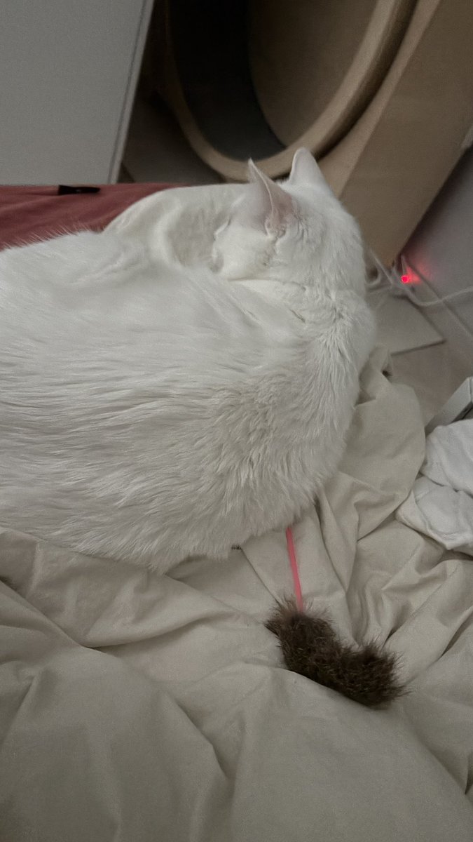 후야가 오뎅꼬치 너무 좋아해서 자주 물고 댕기는데 소파 누웠다가 후야 최애 하우스 안이 보여서 보님가 오뎅꼬치가 숨겨져있음 ㅋㅋㅋ
그리고 오늘 아침에 일어났더니 침대위에 올려놓고 옆에서 잠 ㅠㅜㅋㅋㅋ