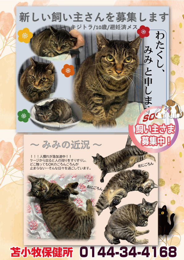 shipponokai's tweet image. #保健所情報 　全道152頭/飼主探しノート全道303頭
苫小牧保健所では、10歳のキジトラの避妊メスみみが出会いを待っています。飼い主のやむを得ない事情により収容されました。すっかり人が大好きな甘えん坊に変化し…
苫小牧保健所：0144-77-9937  
iburi.pref.hokkaido.lg.jp/hk/tth/inuneko…
＃拡散希望