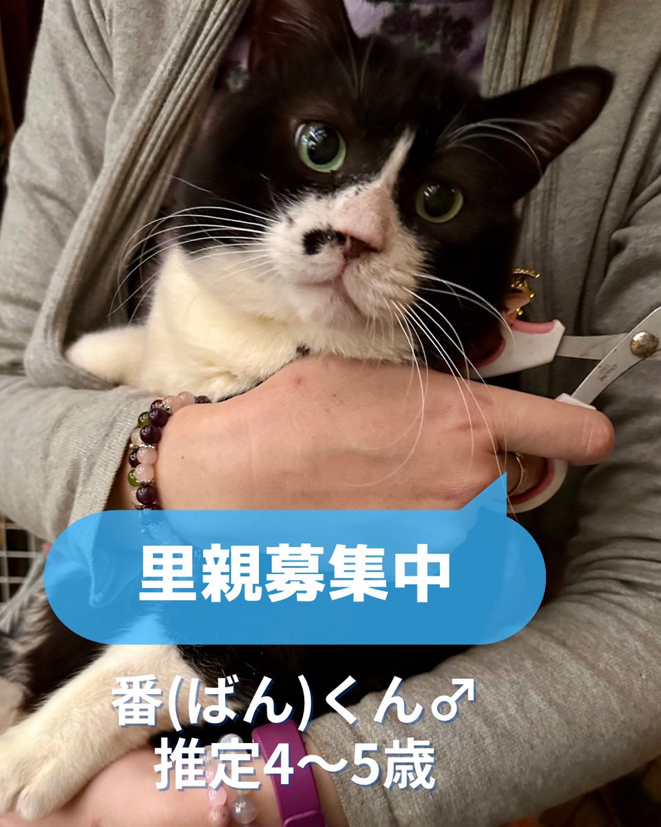 everypawdy's tweet photo. スタッフTです🐱
栃木県より里親募集です☝️

【拡散希望】
番(ばん)くん　オス
推定4〜5歳？
去勢済
ノミダニ駆虫、ワクチン接種済
エイズ陽性、白血病陰性

コンビニの駐車場で来る人に食べ物をねだっていたところを保護されました。
近所の野良猫たちのボスだったようで当初かなりエラが張った大きな顔をしていました😳
(画像2枚目)
去勢手術後、小顔に✨✨

人懐っこさはありますが、ボス気質のせいか気に入らないことがあると手が出ることがあります。
大きなけがにはなりませんが、注意が必要です。
また、野良時代の喧嘩により感染したのか、猫エイズ陽性です。
ご理解いただける方にお願いします。

現在のところ、よく食べよく寝て、とても元気です🎵