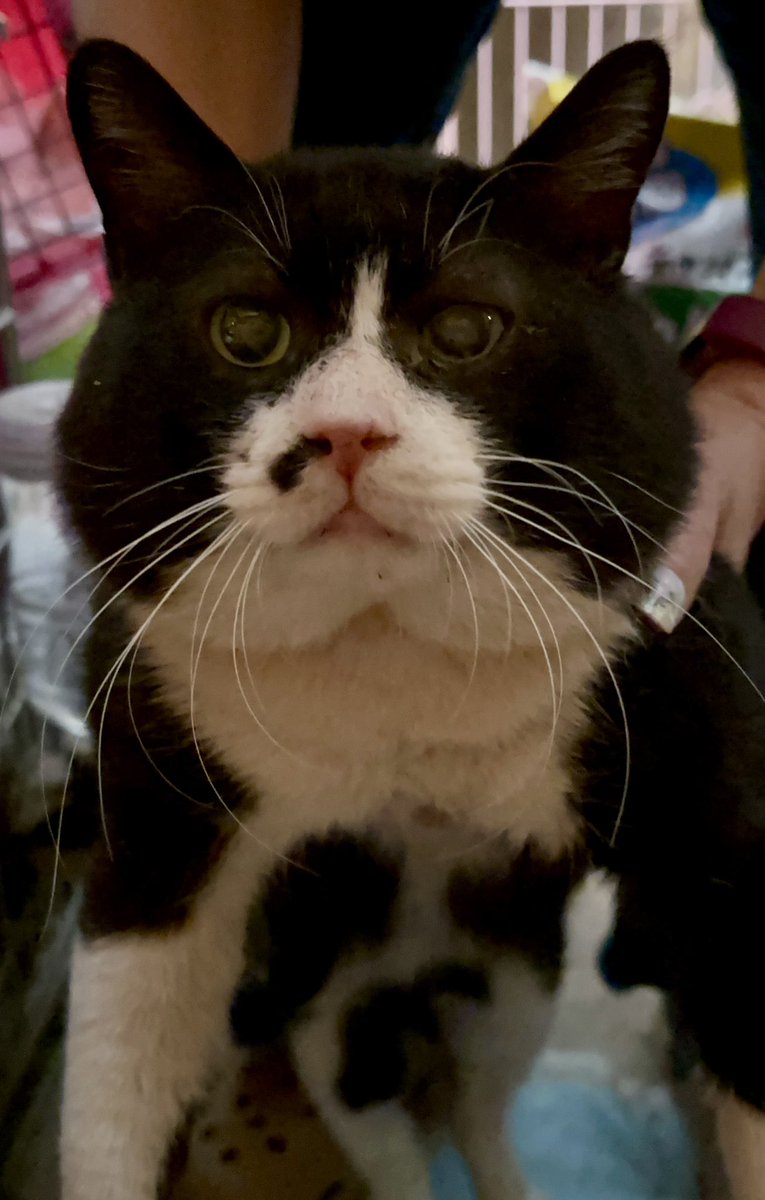 everypawdy's tweet photo. スタッフTです🐱
栃木県より里親募集です☝️

【拡散希望】
番(ばん)くん　オス
推定4〜5歳？
去勢済
ノミダニ駆虫、ワクチン接種済
エイズ陽性、白血病陰性

コンビニの駐車場で来る人に食べ物をねだっていたところを保護されました。
近所の野良猫たちのボスだったようで当初かなりエラが張った大きな顔をしていました😳
(画像2枚目)
去勢手術後、小顔に✨✨

人懐っこさはありますが、ボス気質のせいか気に入らないことがあると手が出ることがあります。
大きなけがにはなりませんが、注意が必要です。
また、野良時代の喧嘩により感染したのか、猫エイズ陽性です。
ご理解いただける方にお願いします。

現在のところ、よく食べよく寝て、とても元気です🎵