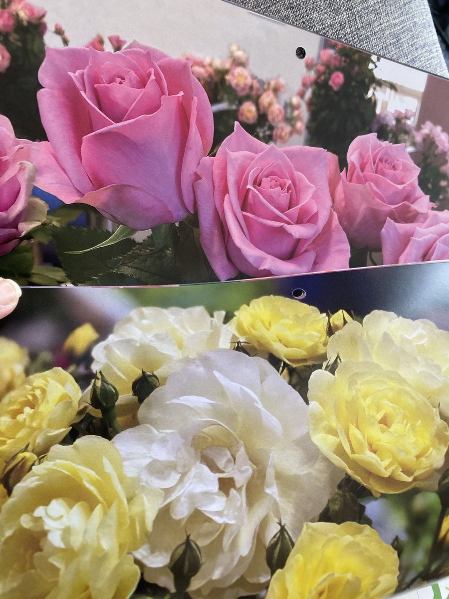 京成バラ園芸株式会社の2026のカレンダーが送られて来た 私は淡い