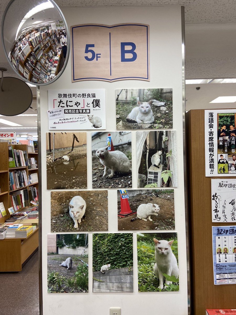 たにゃ (@kabukinoraneko) / Posts and Replies / X