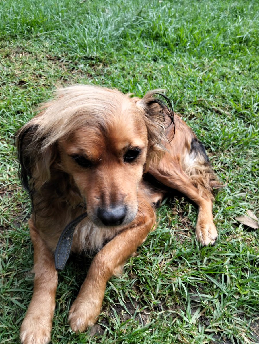 VIBRAmascotas's tweet image. Amigos seguimos buscando una familia para Peluso es talla chica-mediana, amigable con otros perros,.rescatado de maltrato, vivía con mucho miedo 
Ahora está bien, ya tiene más seguridad, se lleva bien con otros perros 
Le das una patita por favor 🙏🏼 
Comparte 
Ciudad de México…