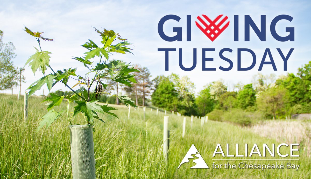Giving Tuesday is here, and it's hard to imagine a cause more critical than access to clean water! The Chesapeake Bay watershed supplies drinking water to millions of people in our region, making it a valuable resource that we're proud to protect for today's generations and