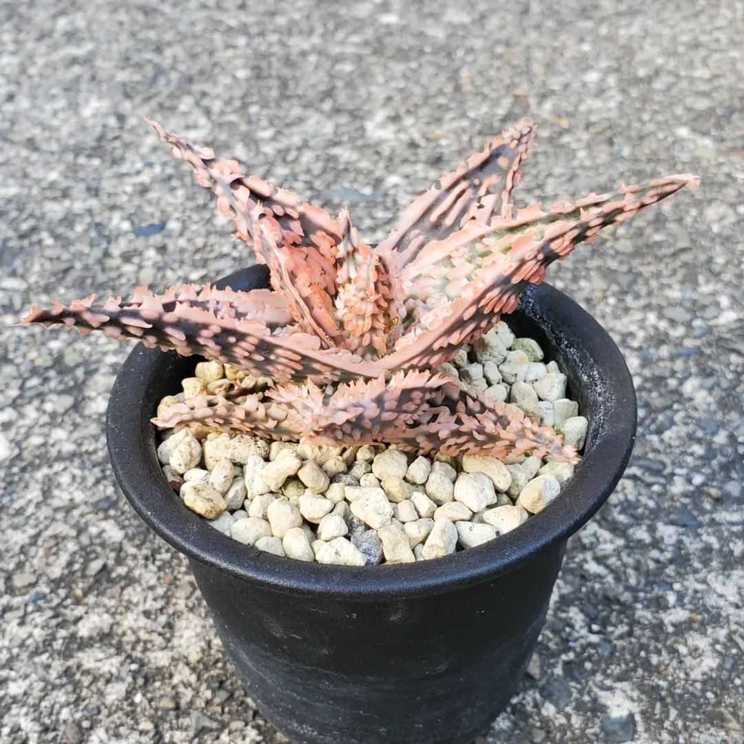 アロエも色づいていい感じ♪ （販売株です） Aloe Hybrid（TCT