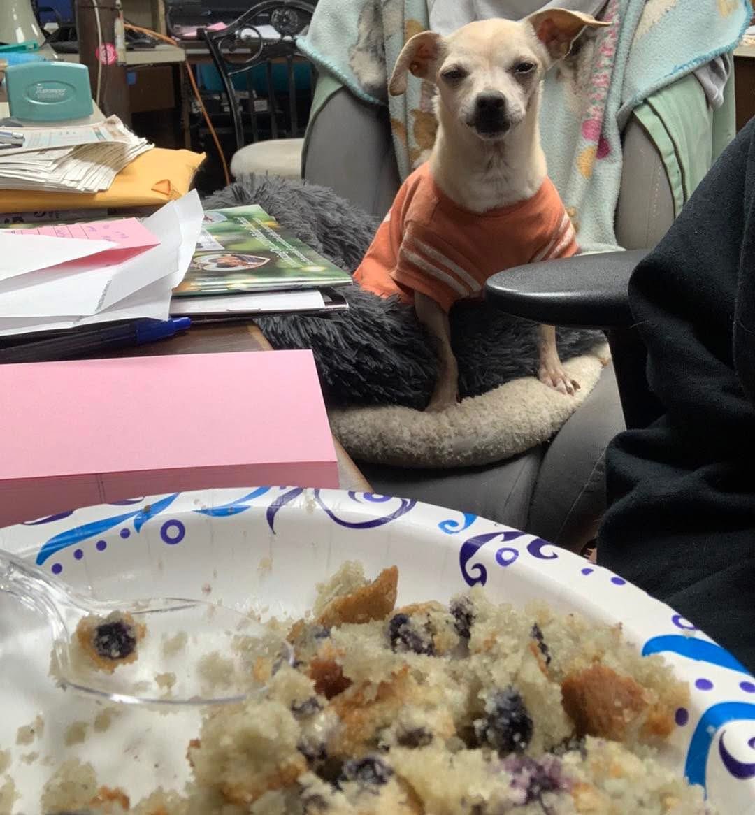 Memory from 2021

Axel: I see you have a blueberry muffin with butter.
I too like blueberry muffins with butter!