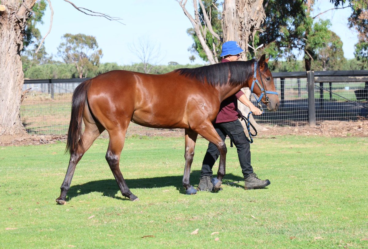 SullivanBloods1's tweet photo. Doing what we love most… raising our next success stories 💙 #hitotsu #farnan #harryangel #bivouac @ArrowfieldStud @kiaorastud @DarleyStallions https://t.co/OtGUrQdccY