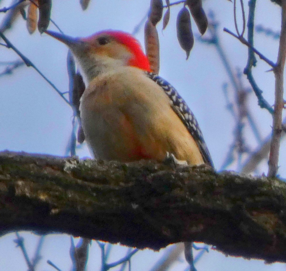 Dark eyed junco &amp; red bellied woodpecker Monday in <a href="/CentralParkNYC/">Central Park</a> #BirdTwitter #BirdsSeenIn2025  #birdcpp