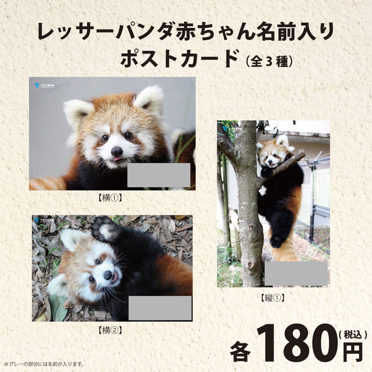 【本日限定値下げ】Red Panda tensor 寄付グッズ アクリルスタンドレッサーパンダの赤ちゃん7日齢