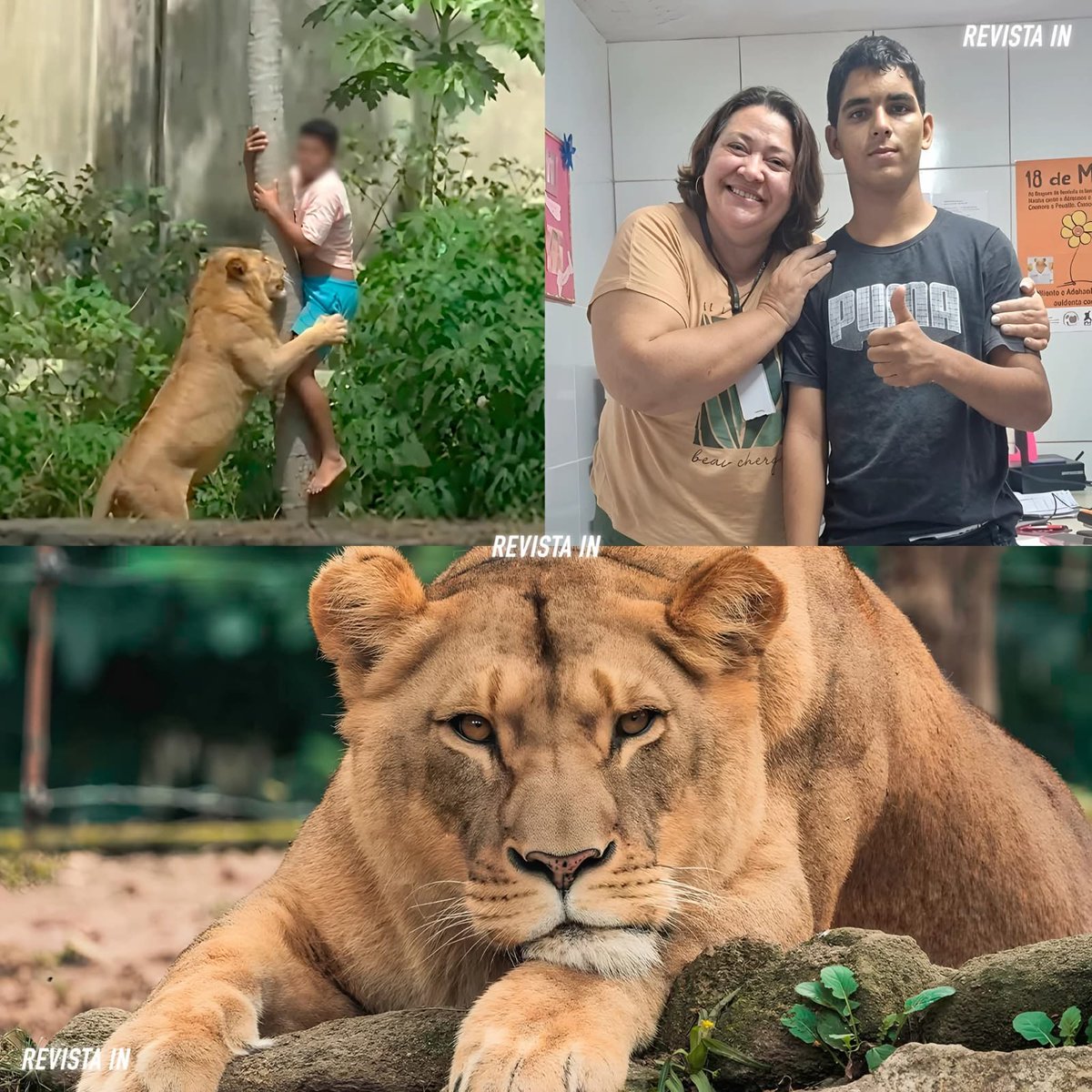 RadioPuntoGT's tweet image. #Internacionales 🇧🇷🦁 | Luego del incidente registrado el fin de semana en un zoológico de Brasil, en donde un joven con problemas mentales escaló una valla divisoria y fue dar al recinto de una leona, autoridades del lugar informaron que dormir al animal no es una opción,…