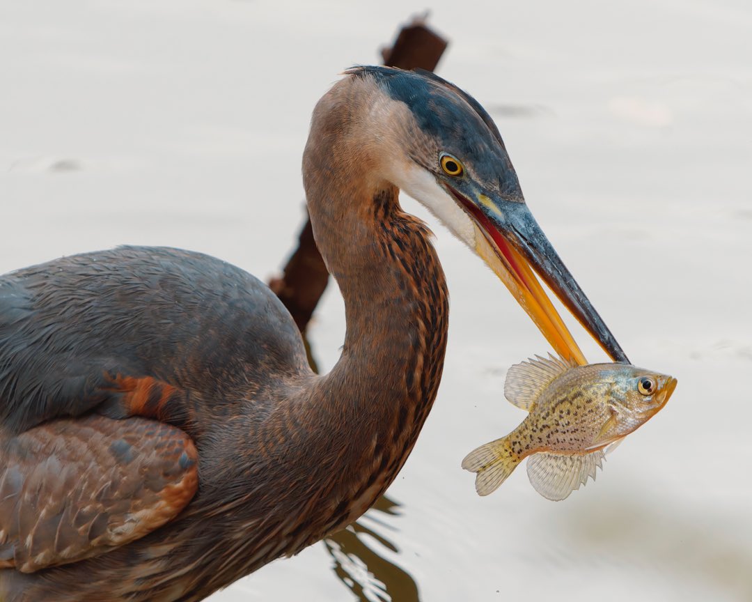 Catch of the day. 

A Great Blue Heron snags a meal at the Lake.

Central Park, New York City 
#birdcpp #birdtwitter #centralpark