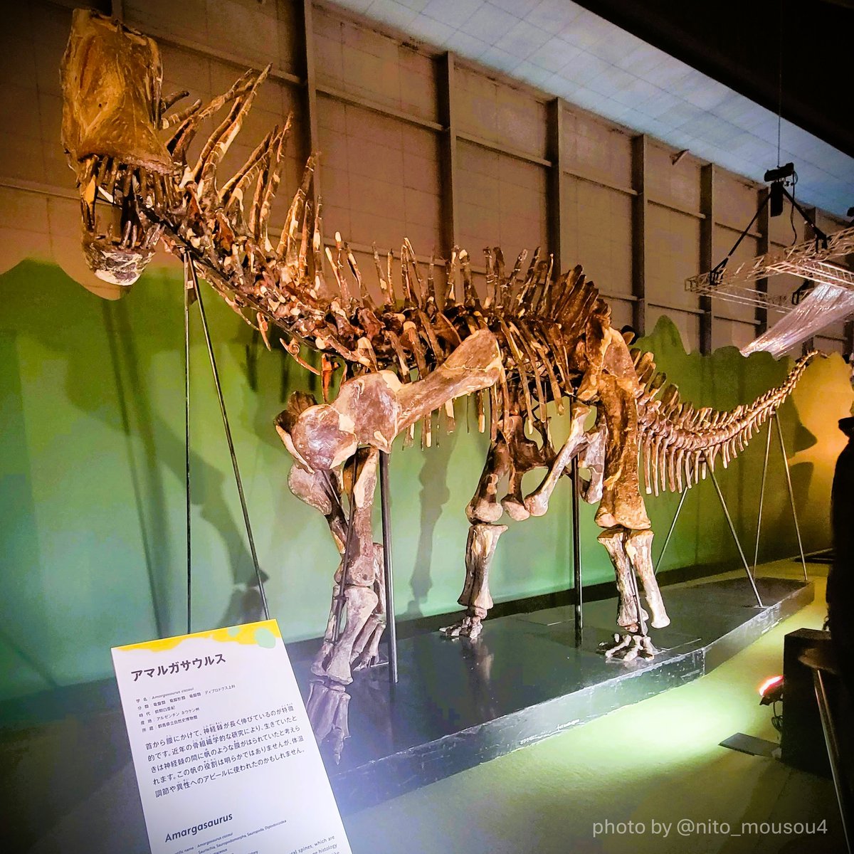 nito_mousou4's tweet image. 巨大恐竜展のアマルガサウルス
ポケモンの印象が強かったので
標本でみるとどこか鋭さを感じたのが
新鮮でした。

Titanosaur : Life as the Biggest Dinosaur
Amargasaurus

#火曜日は化石の日 #恐竜 #fossil