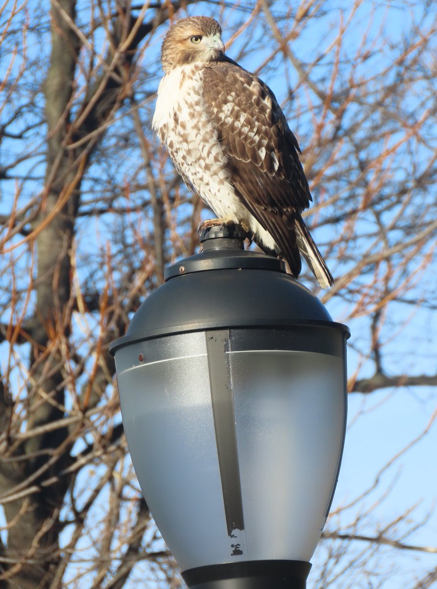 The juvenile red-tailed hawk was below the Heather Garden, Fort Tryon Park. <a href="/BirdCentralPark/">Manhattan Bird Alert</a> #birdcpp