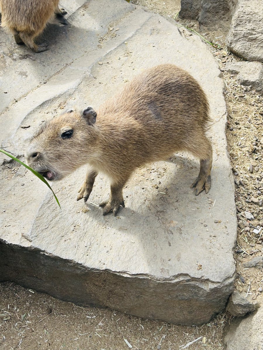 おはようございます🌞 #カピバラ #伊豆シャボテン公園