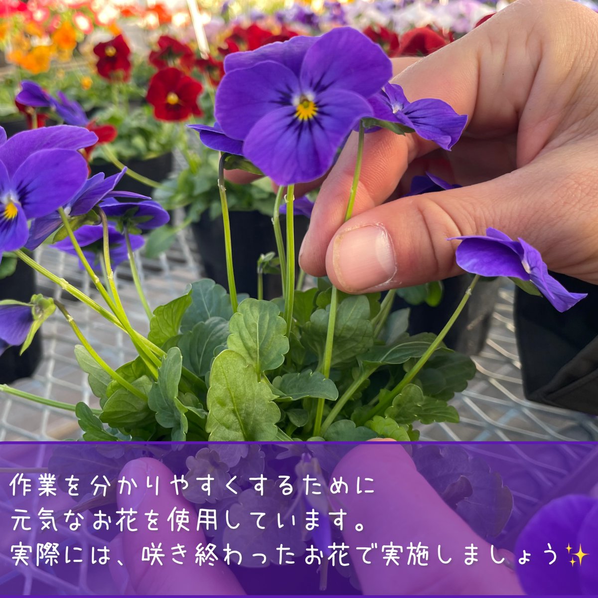 🌼パンジー&ビオラの花がら摘み ｢#花がら摘み｣は、咲き終わった花を