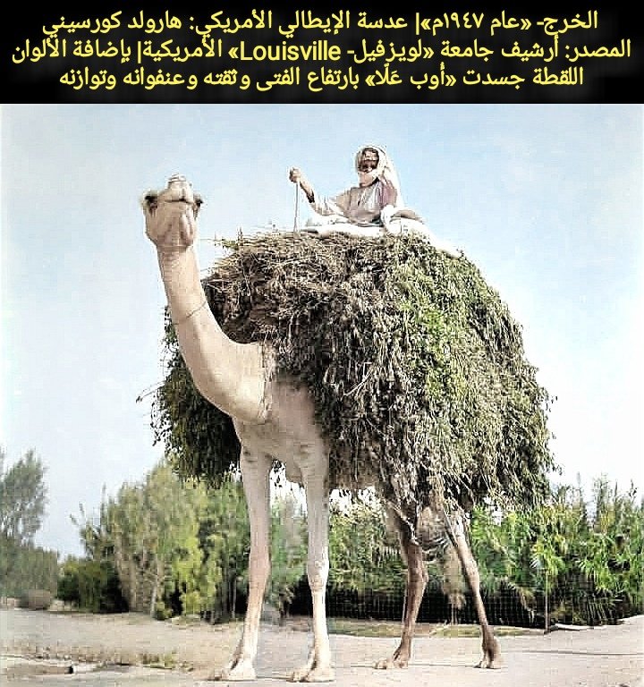 «أُوب عَلّا»
في القرآن الكريم:
{وَالطَّيْرَ مَحْشُورَةً كُلٌّ لَّهُ أَوَّابٌ}
{إِنَّ فِرْعَوْنَ عَلَا فِي الْأَرْضِ}
«أوّب- رجع»، «عَلَا- ارتفع»
جملة وصفية بحماس:
- الارتفاع بعد الهبوط.
- التشجيع بالعودة إلى وتيرة الهجوم.
- نشوة كسر الخصم الذي ظن أنه علا وفاز.
#تراث_زكي_العوامي