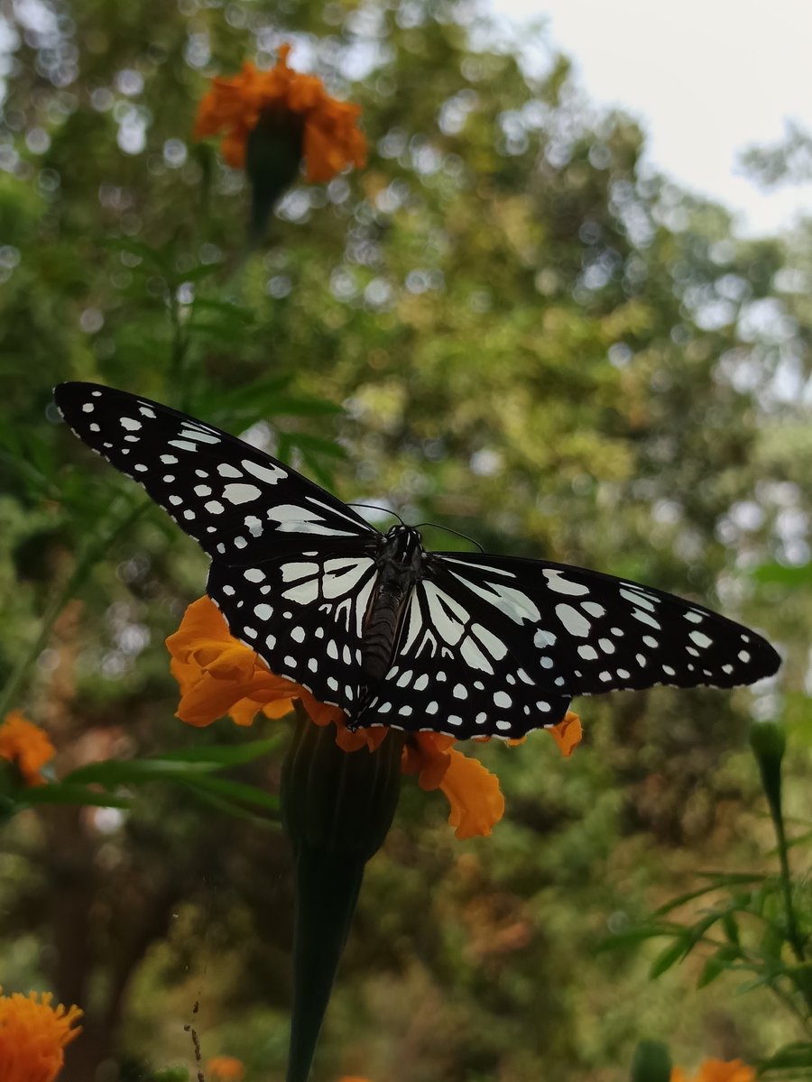 niileshraichura's tweet photo. Blue Tiger
Glassy Tiger Butterfly
फूलों की देहरी पर, एक पल रुक कर मुस्कुराई,
फिर उड़ चली 🦋
पंखों का फैलाव लगभग 7–9 सेंटीमीटर के बीच होता,
वयस्क तितली का जीवनकाल लगभग 14 दिन तक होता है।
#ButterflyPhotography #WildlifeIndia #तितली_यात्रा https://t.co/gheSSYL0Bf