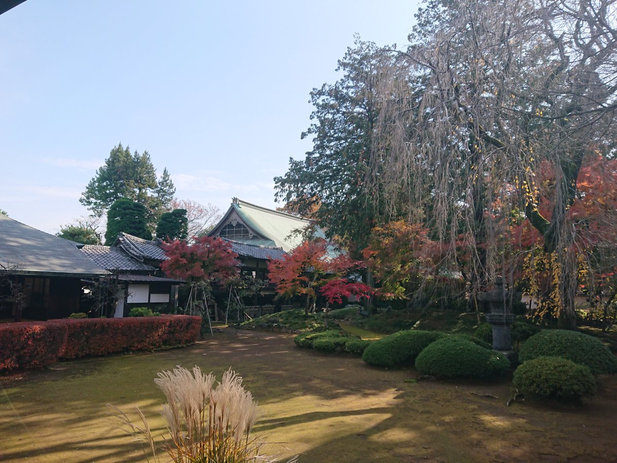 mysterysnack1's tweet photo. Photography is not permitted inside, but we can take photos of the garden.
The descendant of the weeping cherry tree planted by Iemitsu are growing here. I want to come back in the spring.
#Kitain #Kawagoe #beautifulplantsinSaitama #AutumnLeaves #RedLeaves #LateAutumn https://t.co/So7KK5XPqc