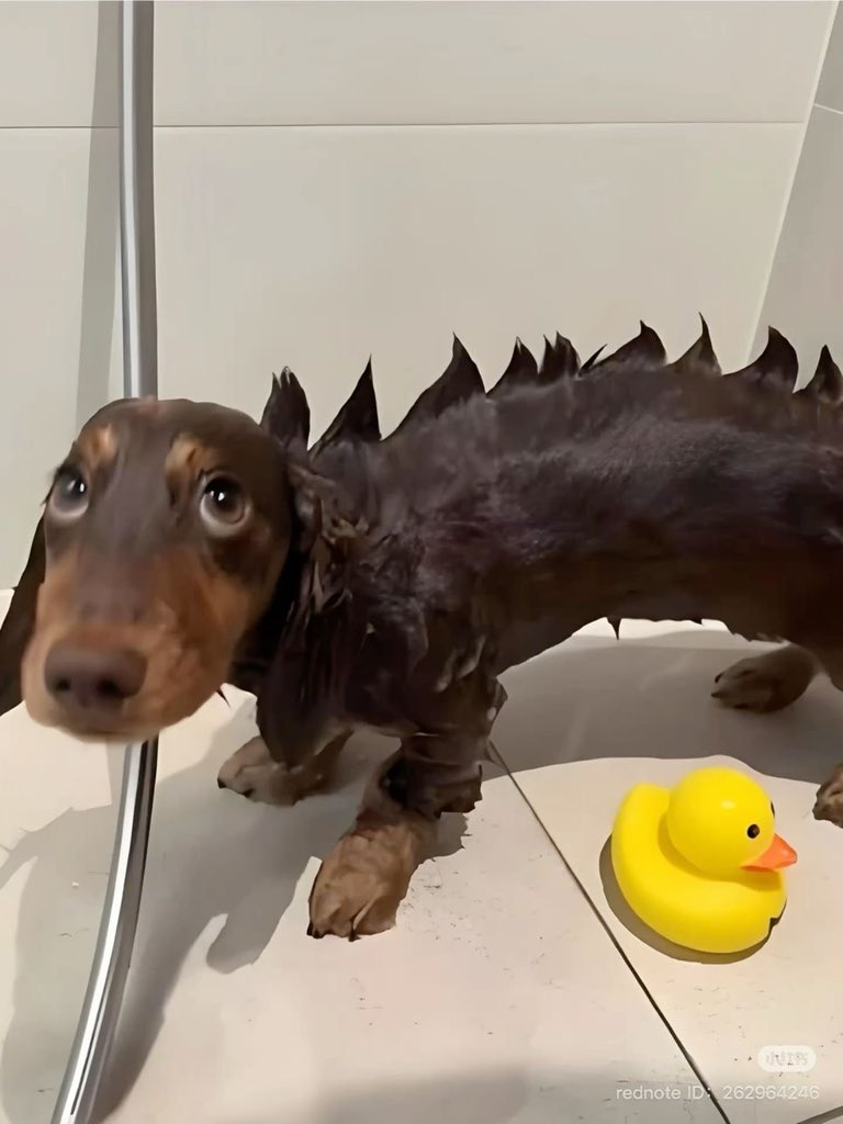 💖 (@twaniimals) on Twitter photo 