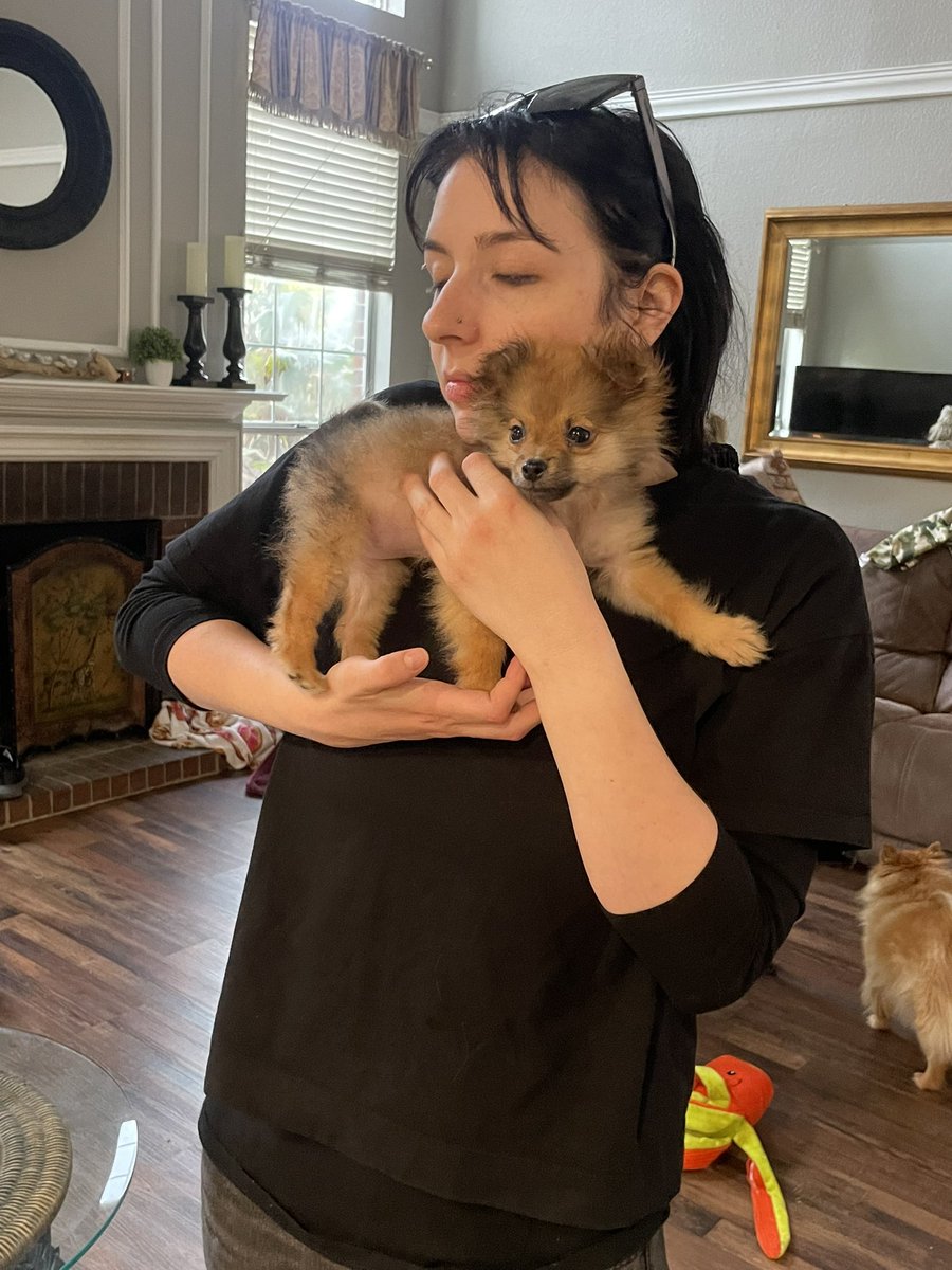 ReaganMHutto's tweet photo. everyone my dad got a new 
pomeranian puppy 

meet cookie https://t.co/OJcny5zwMl