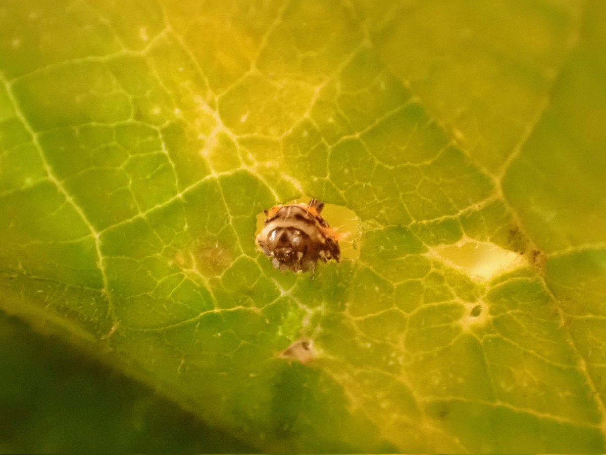 piyo_bug's tweet image. 謎のイモムシさん、カラスウリの葉を食べてくれた！🌿

皆様からのご意見を拝見し
「リンガ亜科」の可能性が高いと思っています。日本のリンガにウリ科食べる子いるかな…？

成虫になるまで種類は分かりませんが、国内種より海外の種が近そう…
万が一に備えて、絶対逃がさないように育ててみます🙇‍♀️