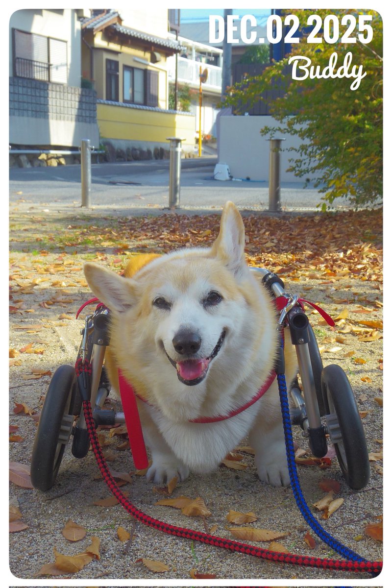 Buddy1957090828's tweet image. 『お昼のおトイレ お散歩終了です』
お昼のトイレ お散歩 終了です。 少し薄雲が広がりますが、 まだまだ 日差しを感じます。 夕方まで暖かさが残るとありがたいのですが。
#コーギー #corgi #Buddy君