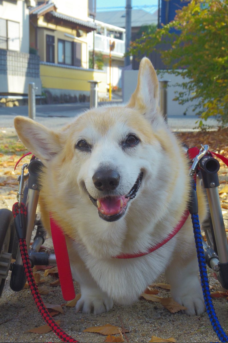 Buddy1957090828's tweet image. 『ニッコリさんで』
お家に帰ってご飯に しましょう 。
#コーギー #corgi #Buddy君