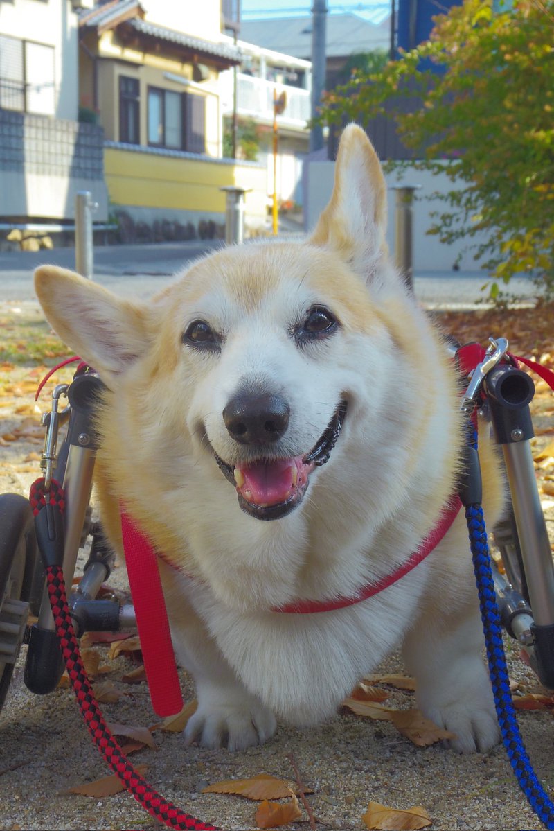 Buddy1957090828's tweet image. 『ニッコリさんで』
お家に帰ってご飯に しましょう 。
#コーギー #corgi #Buddy君