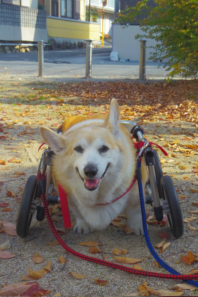 Buddy1957090828's tweet image. 『無事におトイレ終了です』
無事におトイレ終了です。
#コーギー #corgi #Buddy君