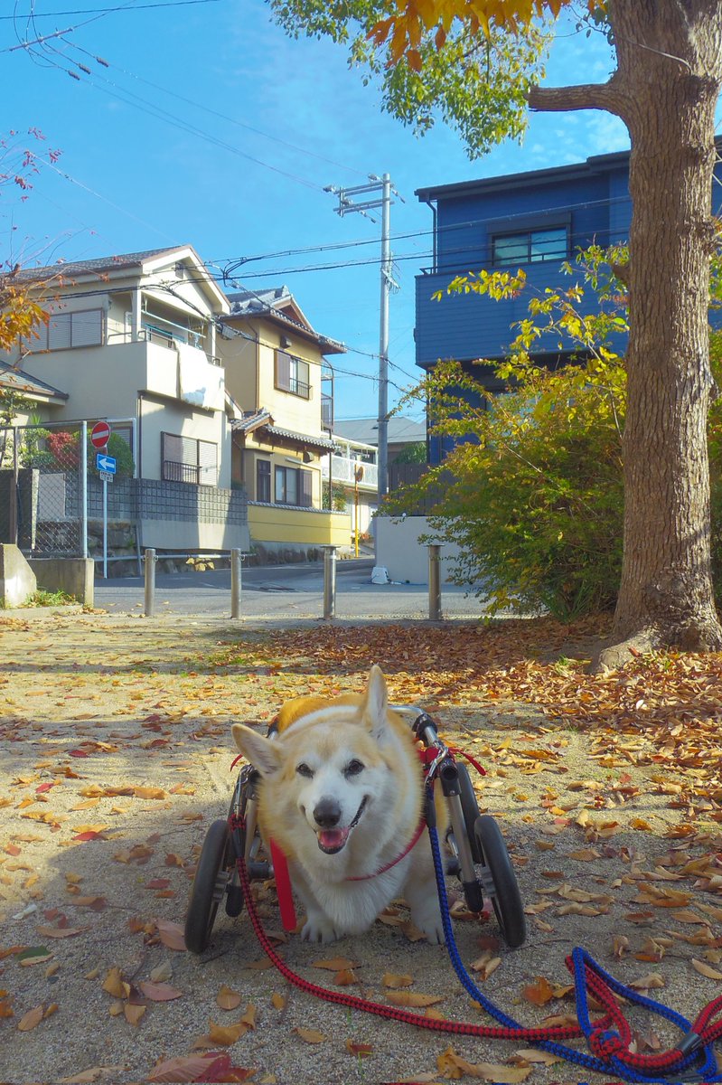 Buddy1957090828's tweet image. 『無事におトイレ終了です』
無事におトイレ終了です。
#コーギー #corgi #Buddy君