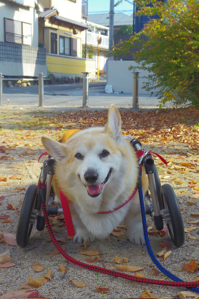 Buddy1957090828's tweet image. 『無事におトイレ終了です』
無事におトイレ終了です。
#コーギー #corgi #Buddy君