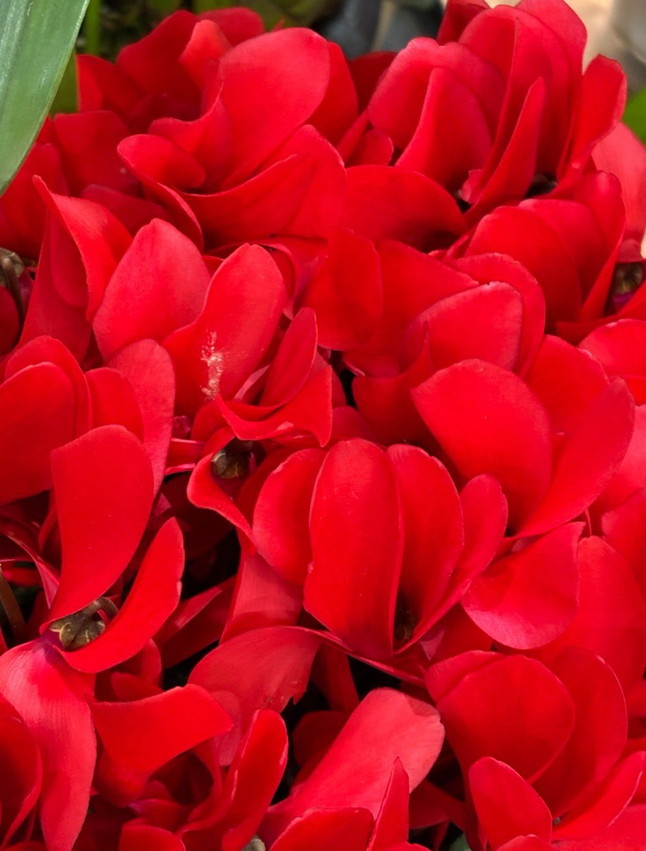 おつかれです ⁼̴̤̆ ꇴ ⁼̴̤̆ ✨ 今年もシクラメンの時季に😀 花言葉は