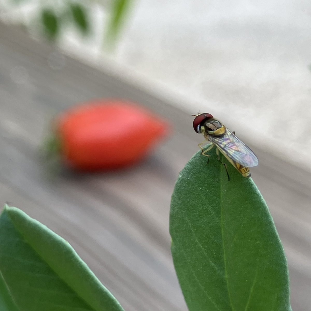 infinileafgrow's tweet photo. the humble hover-fly aka flower-fly 🪰 these beneficial insects love tiny flowers and when they are in the larval stage they eat those pesky aphids! 💪🏼 
 📩message us if you need more info about attracting them into your space! https://t.co/6a5NXoFM7p
