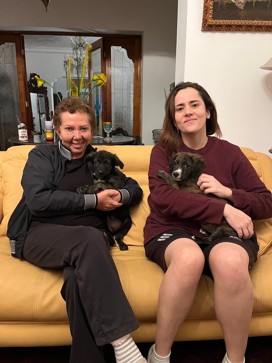 peravi's tweet photo. ADOPCIONES — NOVIEMBRE 2025

Este mes celebramos tres adopciones de nuestras chiquititas, ¡y una de ellas fue doble! Siempre agradecida por las familias que abren su corazón y les dan una nueva oportunidad a nuestros pequeños.

Aún seguimos buscando un hogar para Noelia 💔. Es una perrita dulce, noble y muy linda, pero todavía no hemos encontrado a su familia ideal.

Gracias, de corazón, a todas las familias que adoptan y confían en nuestra labor. ¡Feliz vida, pequeñas! Y con mucha fe seguimos esperando ese hogar tan especial para la querida Noelia.