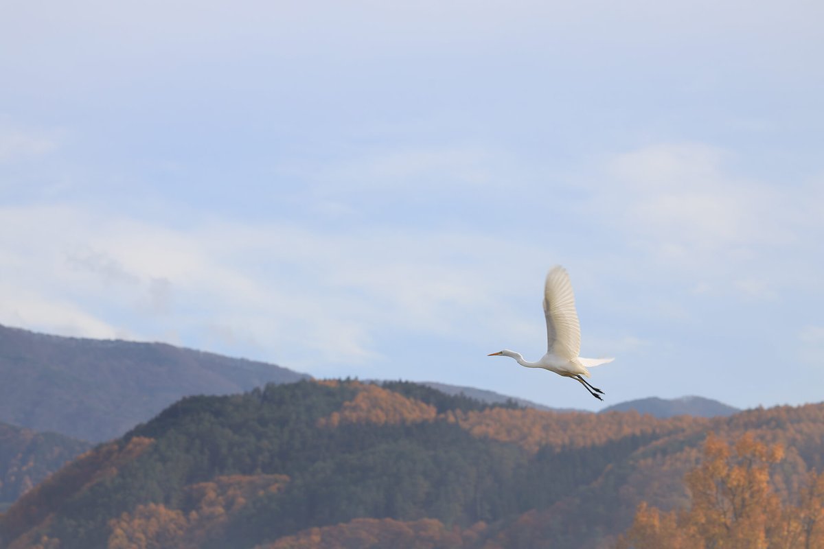 mapcamera's tweet image. いつもご愛顧ありがとうございます。

【Christmas Fair開催中🎅】

「#EOS #RF70-200mm F2.8L IS USM ボディ」
mapcamera.com/search?keyword…

最高水準の性能を追求した「L（Luxury）」レンズ。
ズーム全域で画面の中心部から周辺部まで高画質を実現しています！